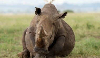 World's black rhino numbers have increased but there's bad news for other species