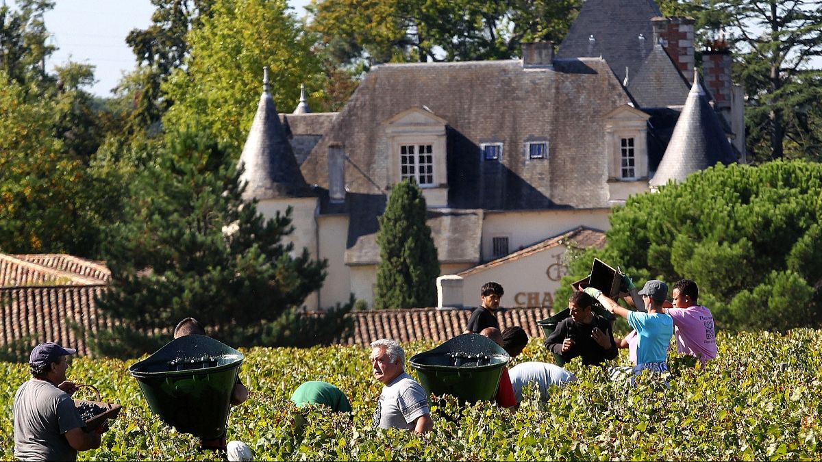 France's vineyards begin 2025 harvest early after hot temperatures