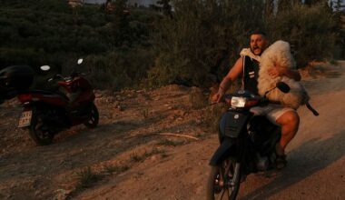 Fires in Greece: helping the animals