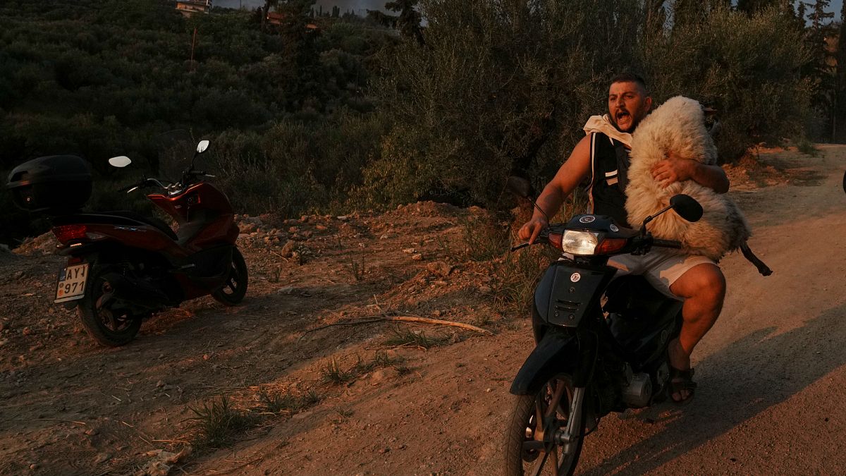 Fires in Greece: helping the animals