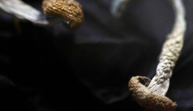 Germany to allow some depressed patients to try psilocybin amid psychedelic medicine boom