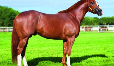 The most successful stallion never to see the winner’s circle