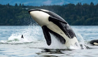 Jessica Radcliffe orca attack sparks buzz — 5 things you didn’t know about killer whales