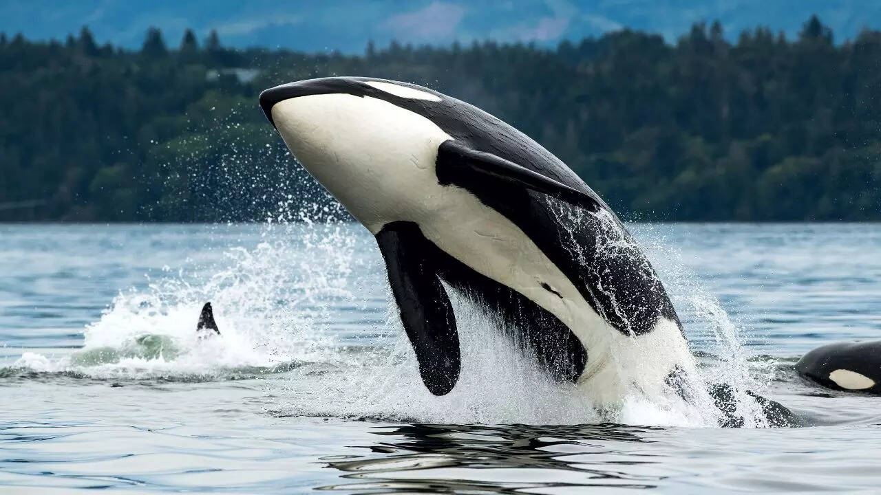Jessica Radcliffe orca attack sparks buzz — 5 things you didn’t know about killer whales