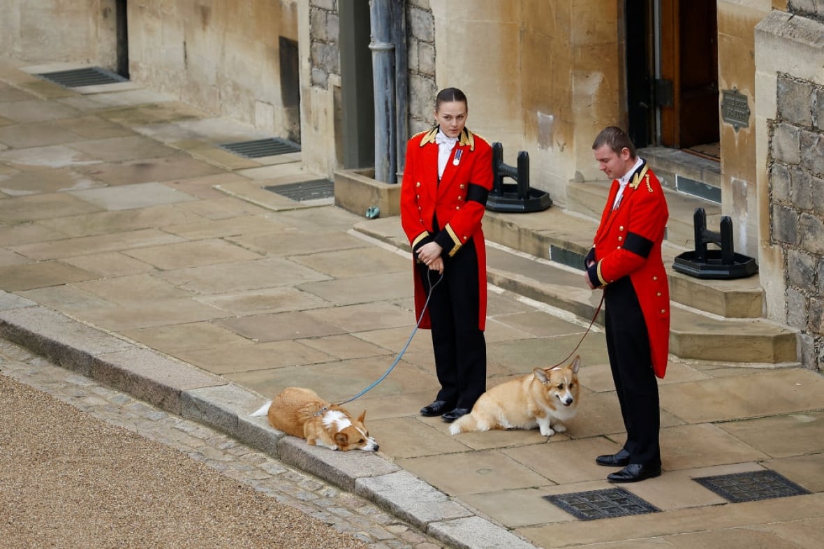 Two corgis sit on a sidewalk as two people hold their leashes.