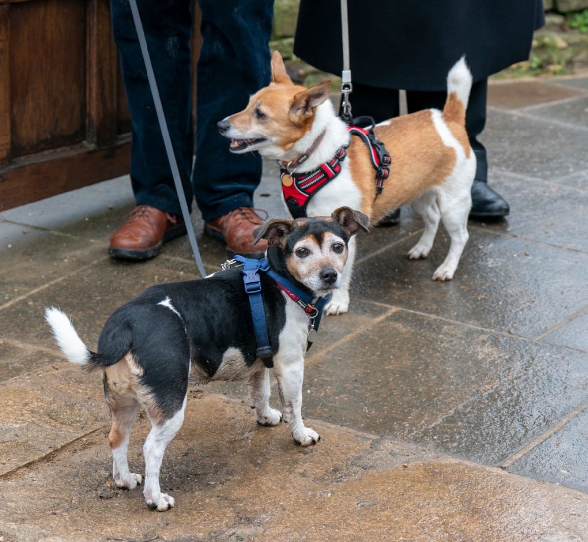Two dogs on leashes stand near each other.