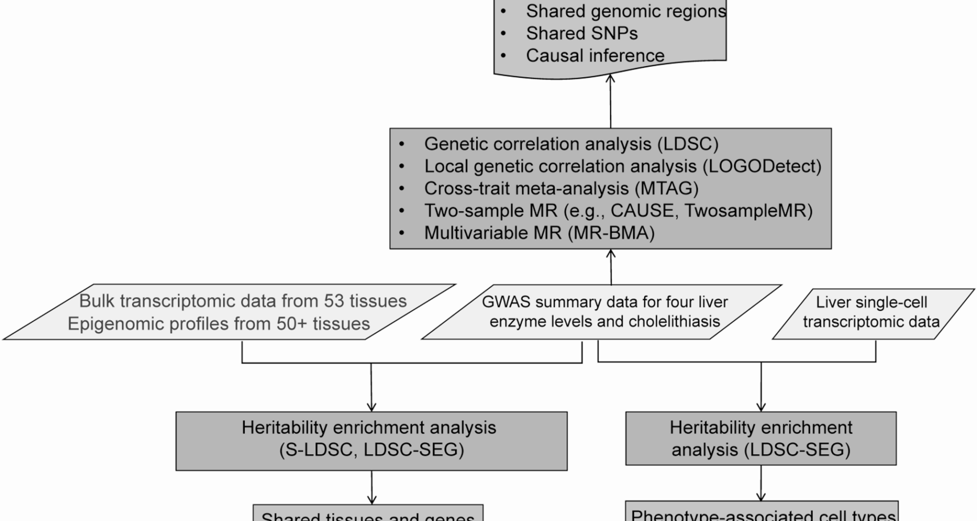 Investigating the shared genetic information between serum concentration levels of liver enzymes and cholelithiasis | BMC Gastroenterology