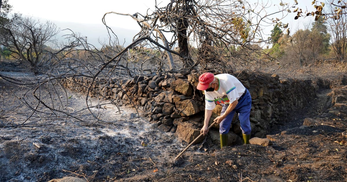 EU wildfires hit new record as flames scorch area larger than Cyprus – POLITICO