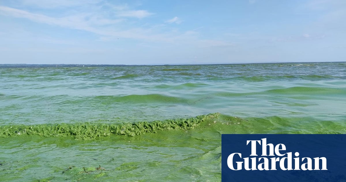 UK’s largest lake faces environmental crisis as rescue plans stall | Pollution