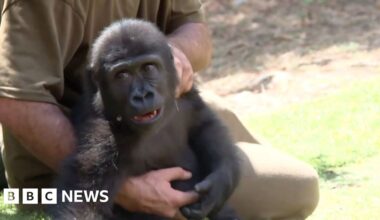 Rescued baby gorilla Zeytin recovers from smuggling ordeal