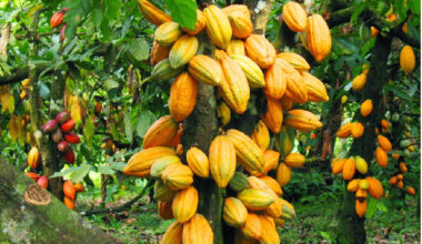 Government sticks to syndicated loans as cocoa producer price jumps by 62%