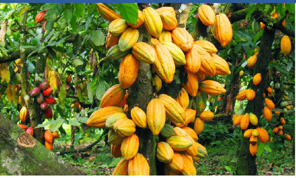 Government sticks to syndicated loans as cocoa producer price jumps by 62%