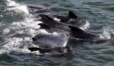 Pod of 23 whales found dead in Orkney after mass stranding