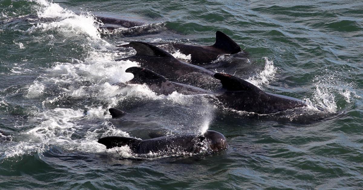 Pod of 23 whales found dead in Orkney after mass stranding