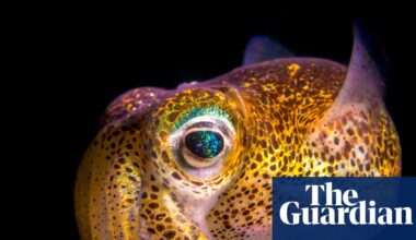 Australian Geographic nature photographer of the year 2025 winners – in pictures | Art and design