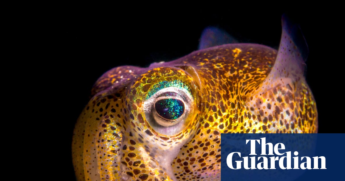 Australian Geographic nature photographer of the year 2025 winners – in pictures | Art and design