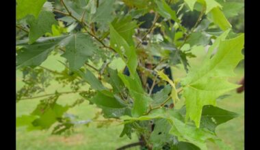 Chinar from France survives Delhi weather, Chinese camphor struggles | Latest News India