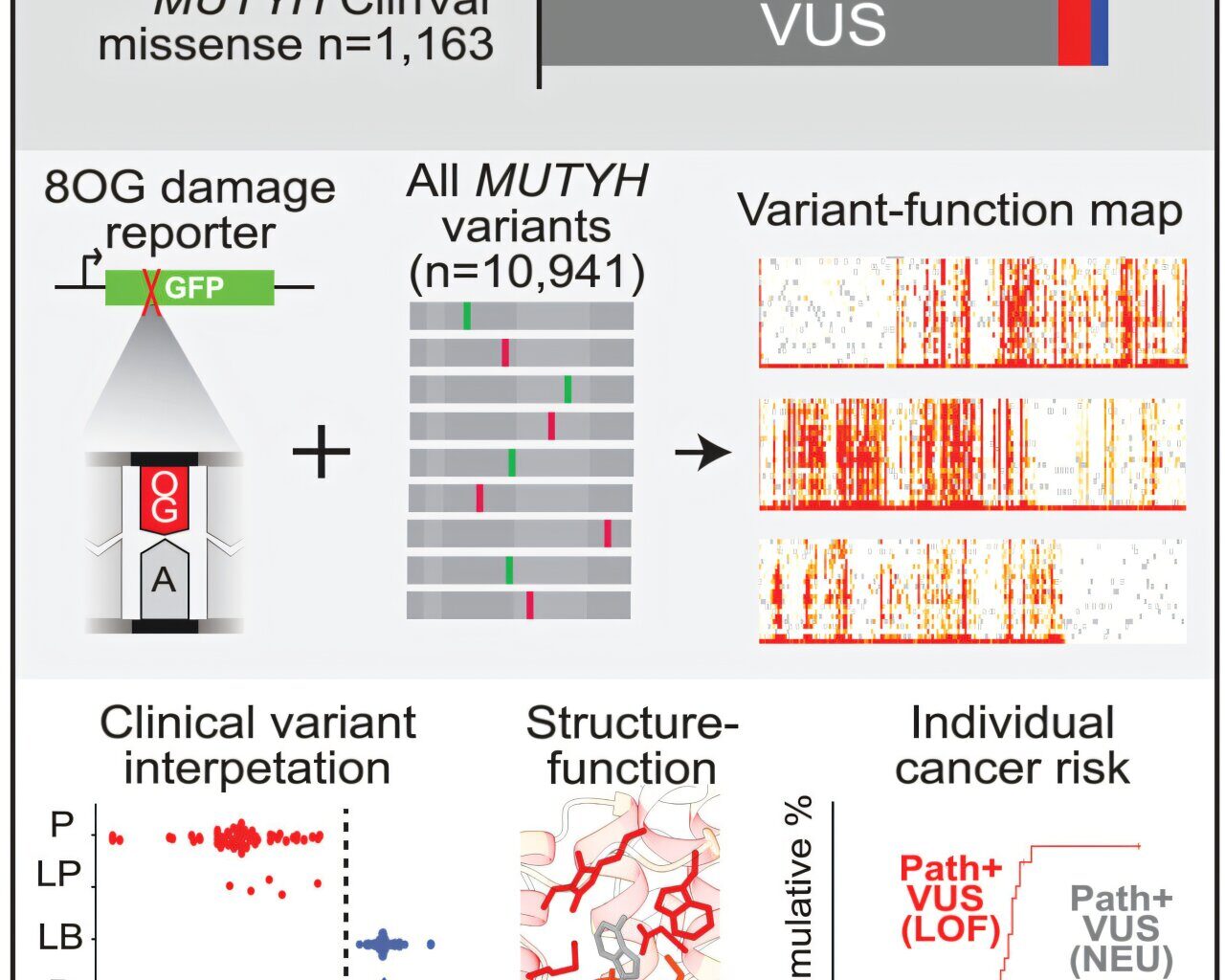 Function behind mysterious variants for gene linked to colon cancer identified