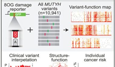Function behind mysterious variants for gene linked to colon cancer identified