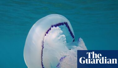 Unusually high number of jellyfish arrive in UK seas | Marine life