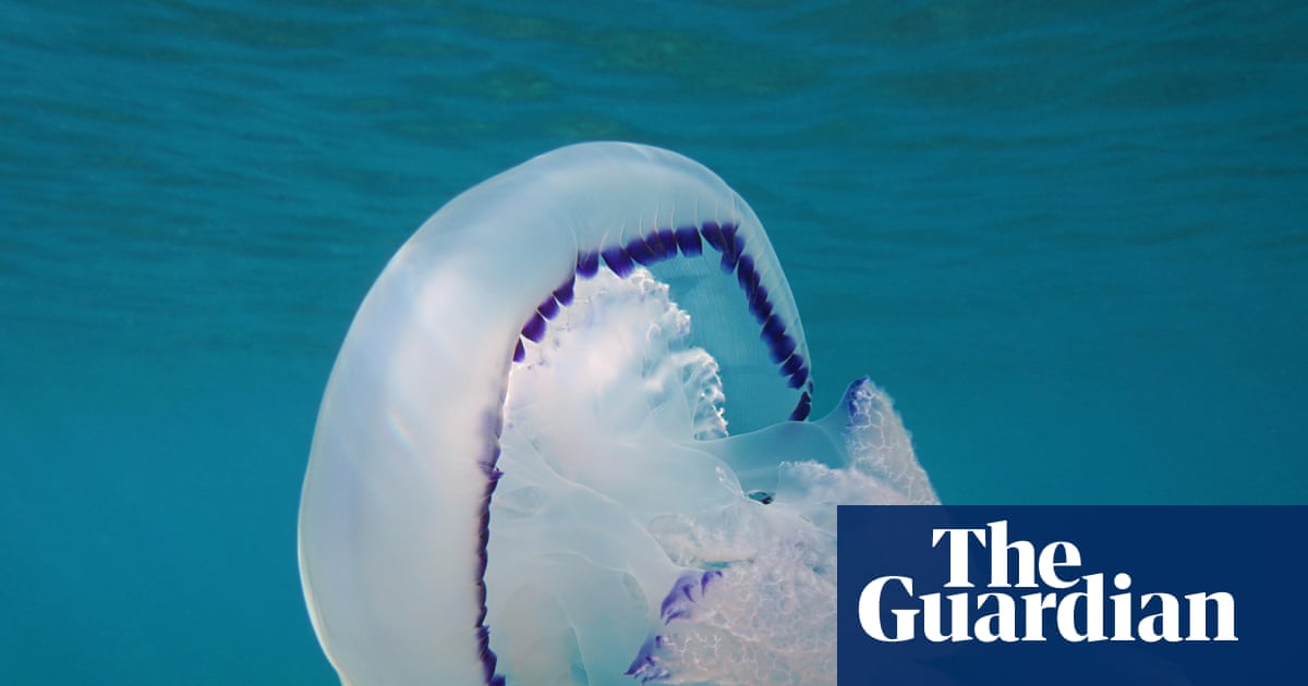 Unusually high number of jellyfish arrive in UK seas | Marine life