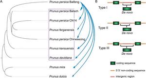 How new genes help peaches evolve: the secret inside their DNA