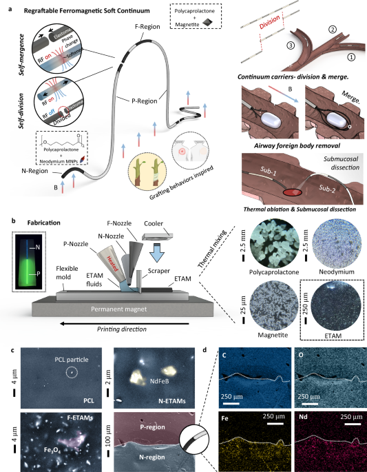 Regrafting submillimeter-scale ferromagnetic soft continuums