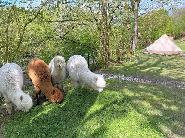It even has its own alpaca paddock