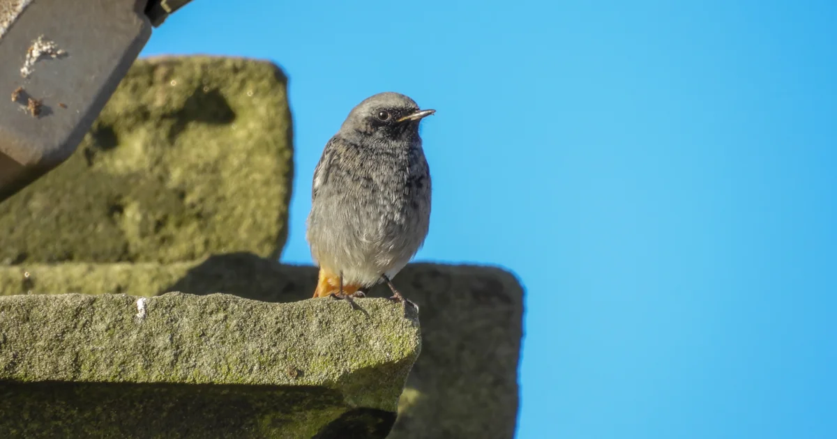 Birmingham becomes UK's first Nature City