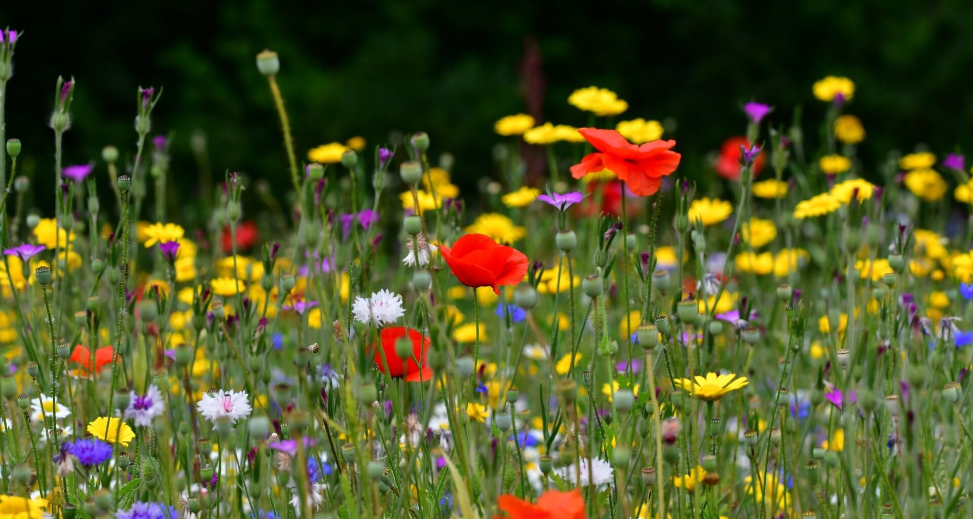 One of the Best ‘Secret’ Gardens in Europe is in London