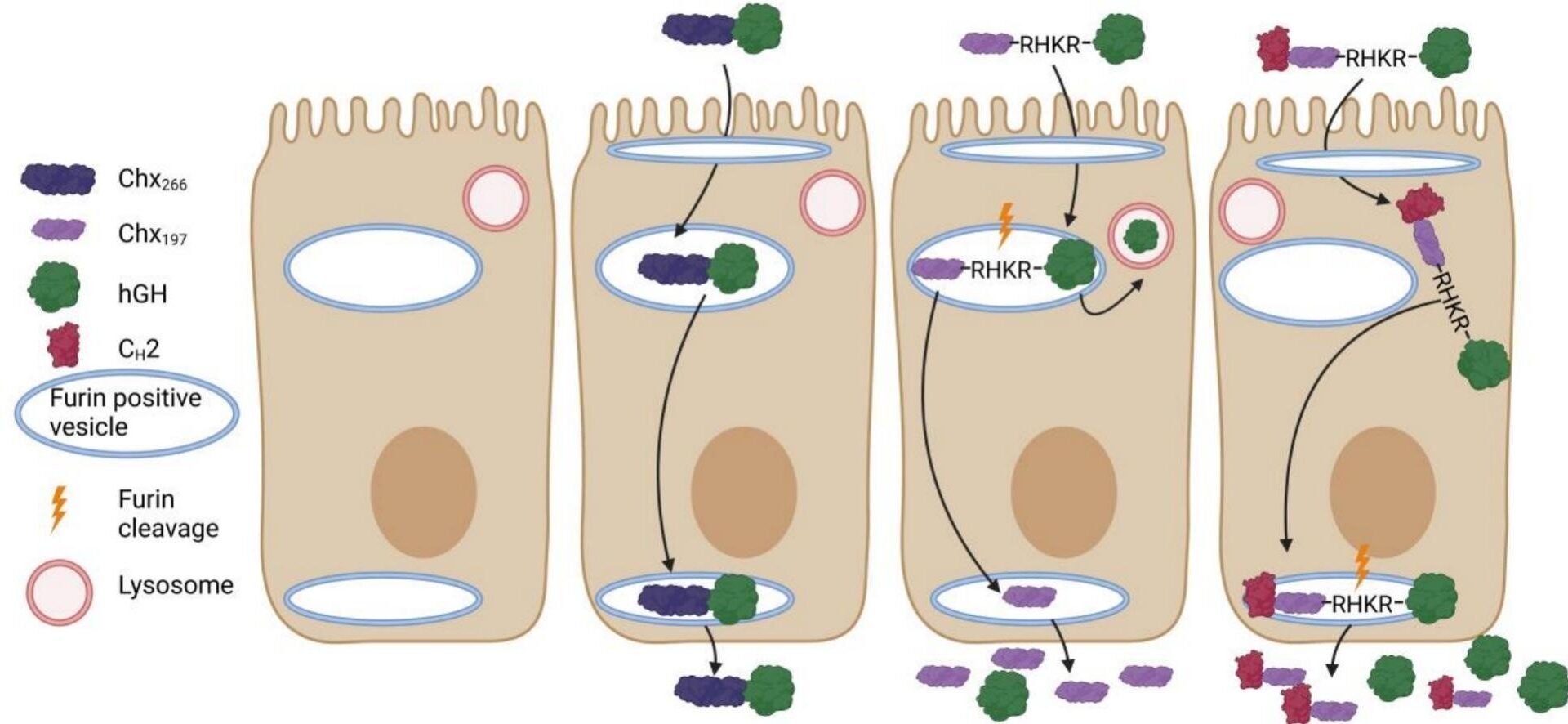 New pill technology could replace injections for protein-based medications