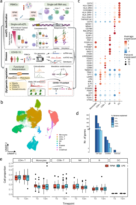 Unveiling genetic signatures of immune response in immune-related diseases through single-cell eQTL analysis across diverse conditions
