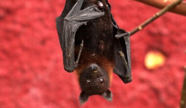 Woman hit with $20,000 medical bill after wild bat flies into her mouth on vacation
