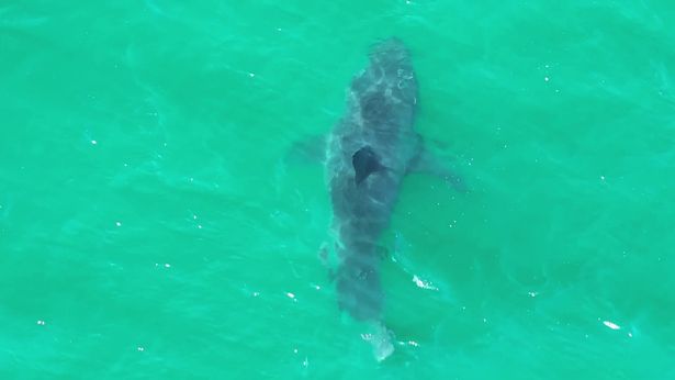 A photo of the shark