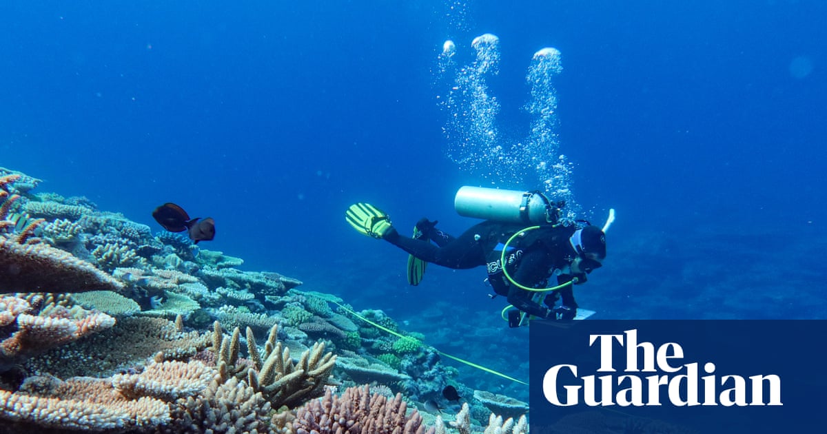 Great Barrier Reef suffers biggest annual drop in live coral since 1980s after devastating coral bleaching | Coral