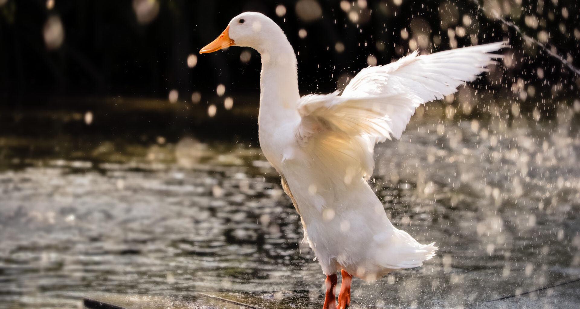 duck in the water