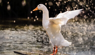 duck in the water