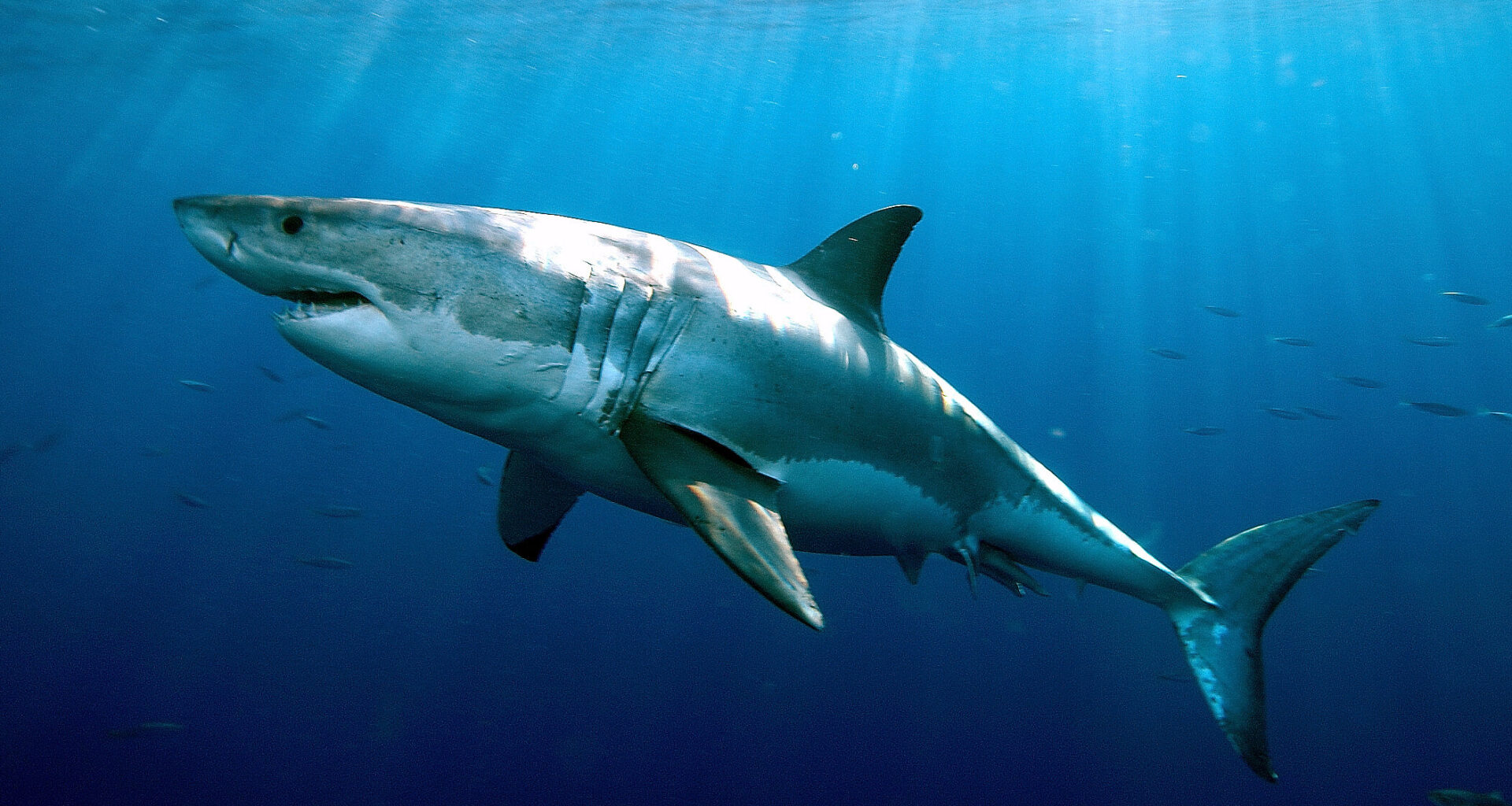 Study finds mysterious DNA split in great white sharks defies current explanations