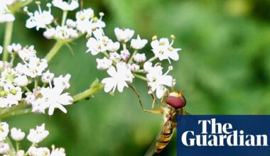 Gardeners urged to collaborate to help moths and hover flies thrive in cities | Wildlife