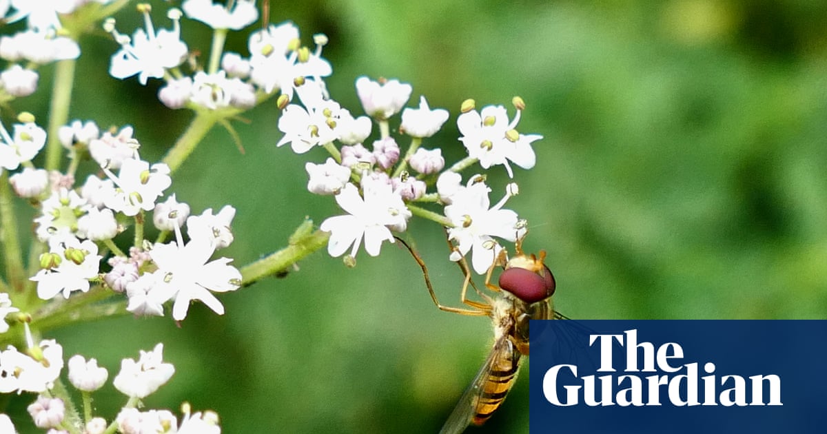 Gardeners urged to collaborate to help moths and hover flies thrive in cities | Wildlife