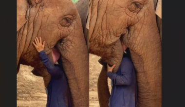 Elephant lovingly holds woman close as she sings to her: ‘She won’t let me walk away’ | Trending