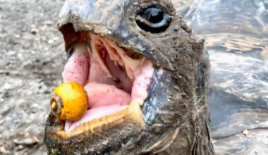 Decline of seed-dispersing animals hinders fight against climate change