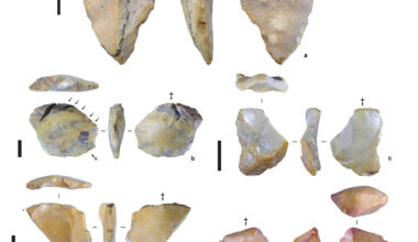 Archaeologists find oldest evidence of humans on 'Hobbit's' island neighbor—who they were remains a mystery