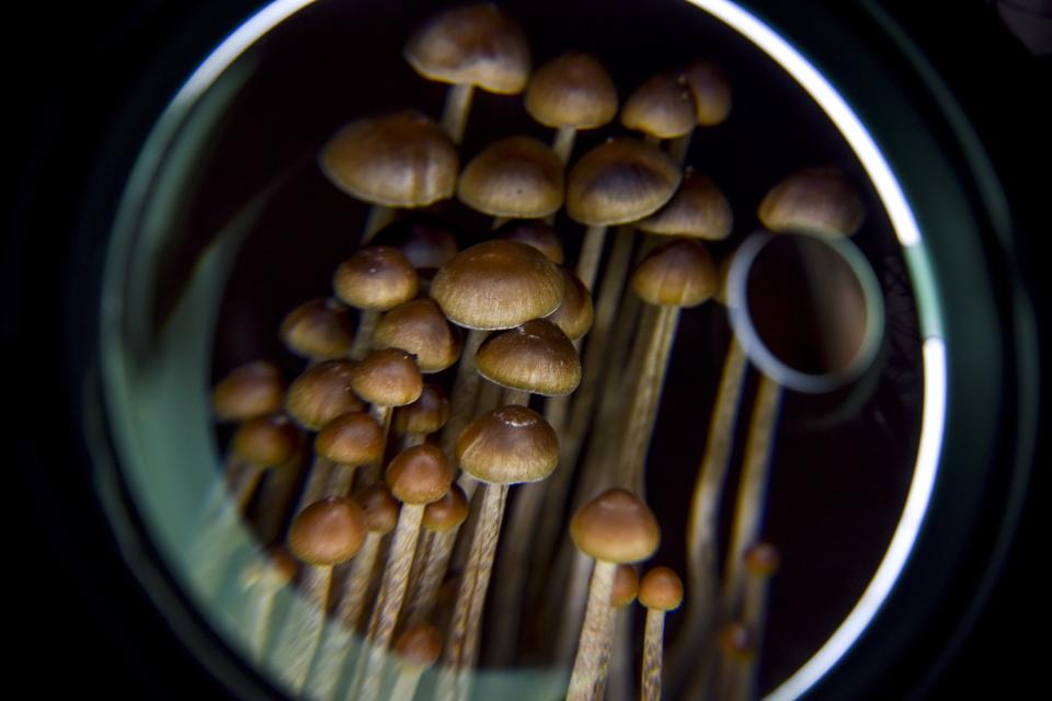 A Push to Legalize Psilocybin Mushrooms