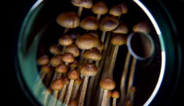 Germany Approves EU’s First Psilocybin Access Program