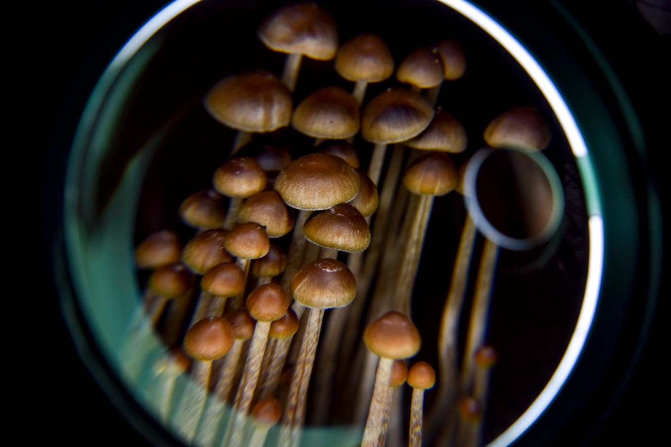 Germany Approves EU’s First Psilocybin Access Program