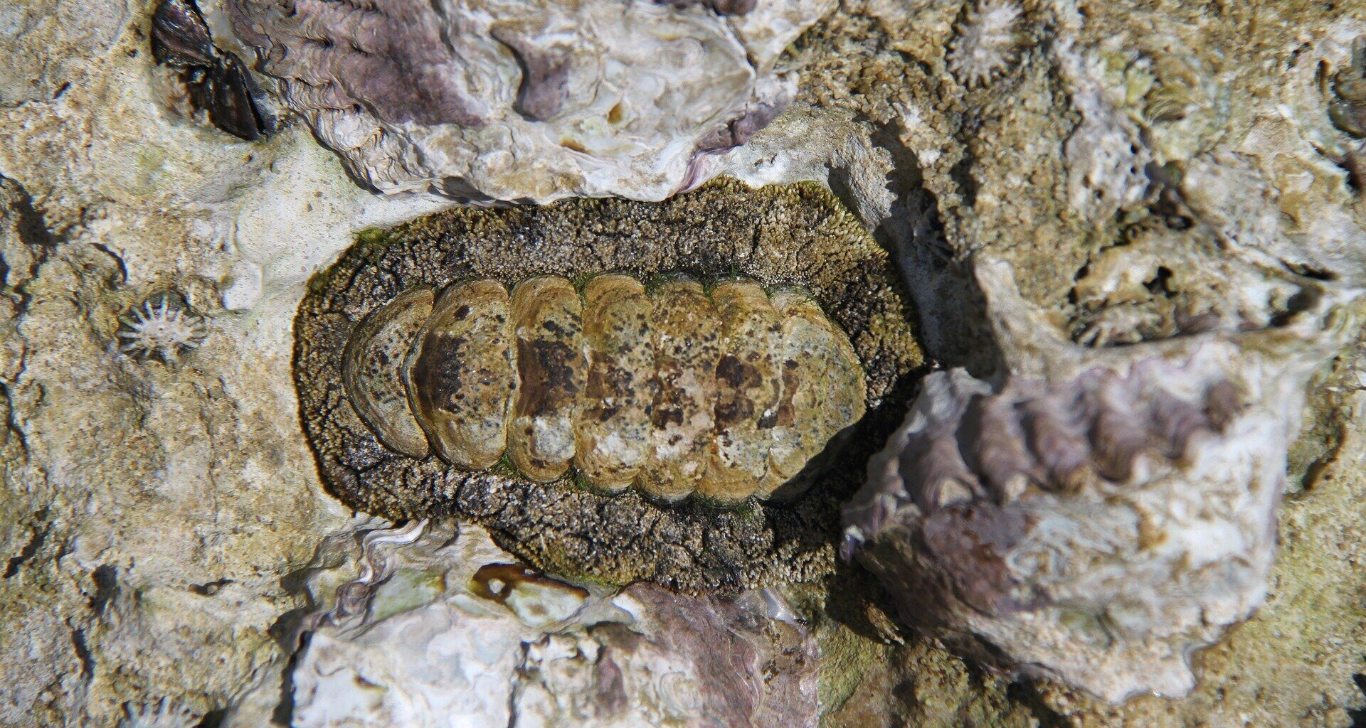 Chitons offer blueprint for advanced dental and industrial materials