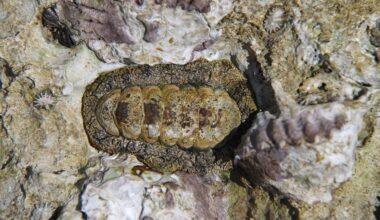 Chitons offer blueprint for advanced dental and industrial materials