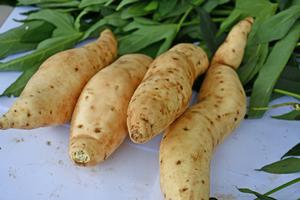 Decoding sweetpotato DNA: New research reveals surprising ancestry