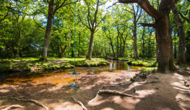 The Wild, Magical New Forest is One of the Best Day Trips from London